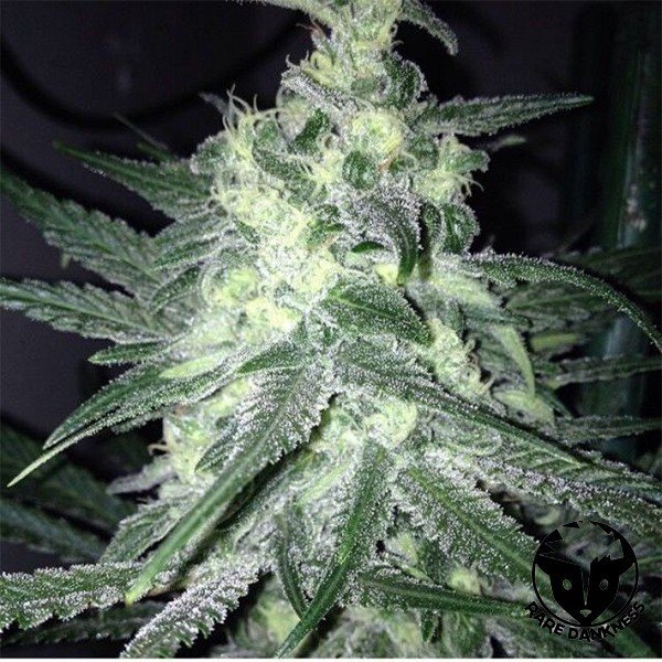 Moonshine's Ghost Train semilla feminizada de Rare Dankness - GB