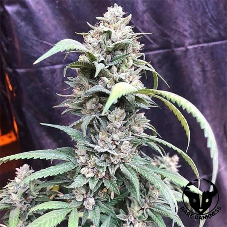 Pianta di marijuana Scotts OG