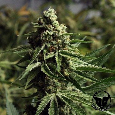 Pianta di marijuana Ghost Train Haze