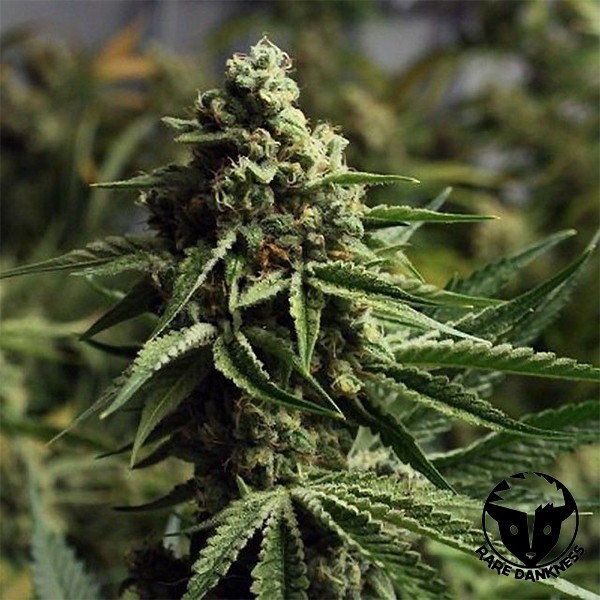 Pianta di marijuana Ghost Train Haze