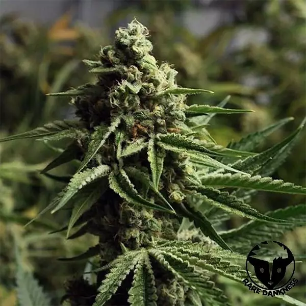 Visualizzazione Semilla Ghost Train Haze de Rare Dankness - GB The Green Brand