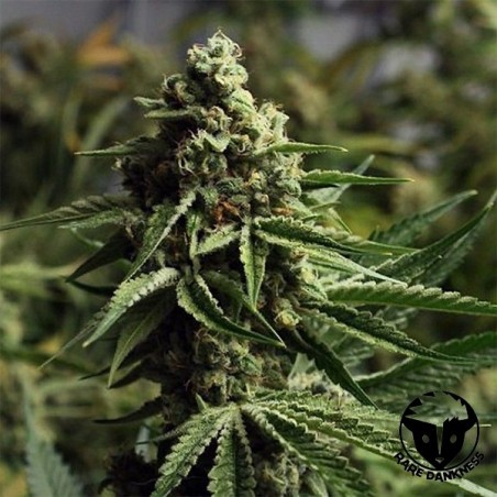 Pianta di marijuana Ghost Train Haze