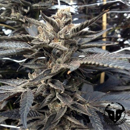 Semilla Star Killer OG de Rare Dankness - GB The Green Brand