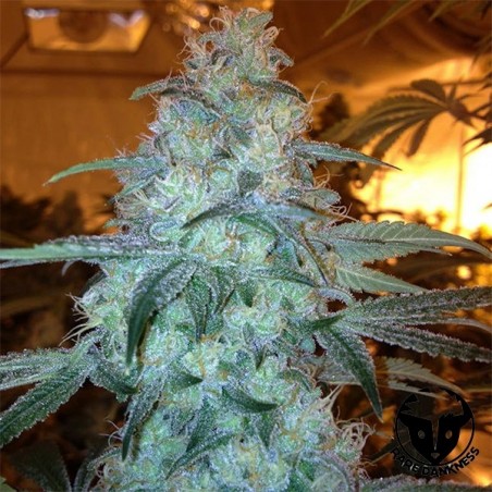 Pianta di marijuana Rug Burn OG