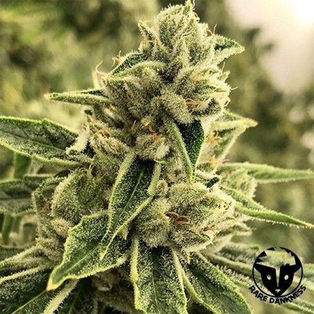 Pianta di marijuana Drama