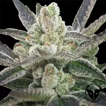 Semilla feminizada Rare Hindú de Rare Dankness - GB The Green Brand