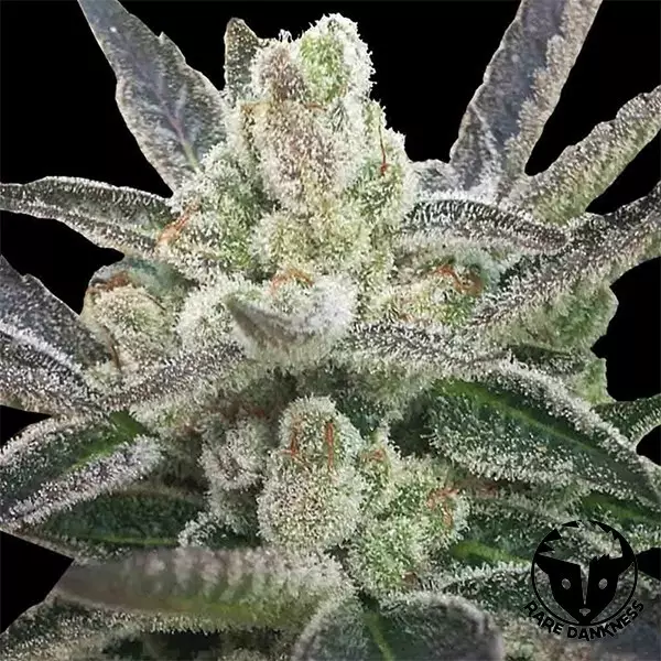 Visualizzazione Semilla feminizada Rare Hindú de Rare Dankness - GB The Green Brand