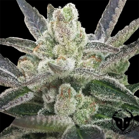 Pianta di marijuana Rare Hindu