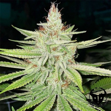 Pianta di marijuana Cornbread