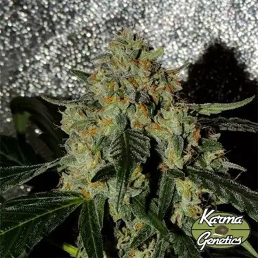 Semi Femminizzati Karma OG Jack di Karma Genetics- GB The Green Brand