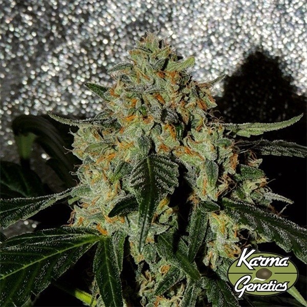 Semi Femminizzati Karma OG Jack di Karma Genetics- GB The Green Brand