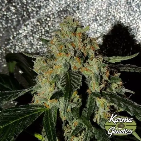 Semi Femminizzati Karma OG Jack di Karma Genetics- GB The Green Brand