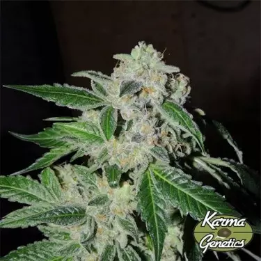 Semilla feminizada Sour Power OG de Karma Genetics - GB The Green Brand
