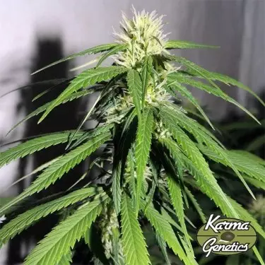 Semilla feminizada OSH A5HZ de Karma Genetics - GB The Green Brand