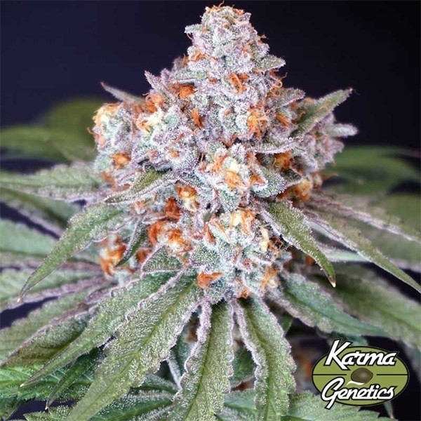 Seme femminizzato MS 29 di Karma Genetics - GB