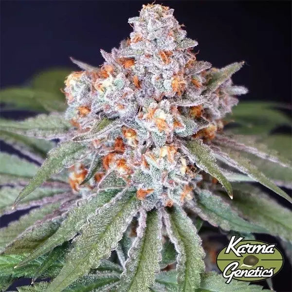Visualizzazione Semilla Feminizada MS 29 de Karma Genetics - GB