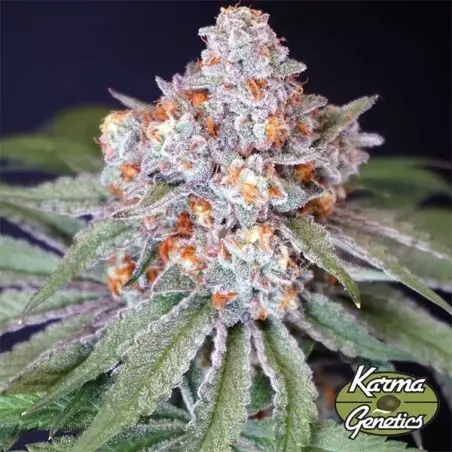 Semilla Feminizada MS 29 de Karma Genetics - GB