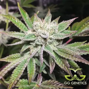 Semilla feminizada Original Glue (GG4 S1) de Dark Horse Genetics - GB The Green Brand