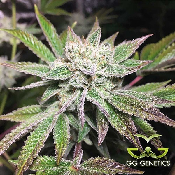 Visualizzazione Seme femminizzato Original Glue (GG4 S1) di Dark Horse Genetics - GB The Green Brand