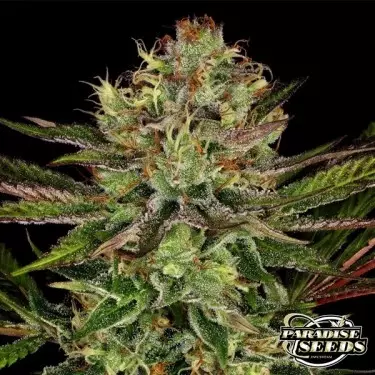 Semilla feminizada Chocolate Wafflez de Paradise Seeds - GB The Green Brand