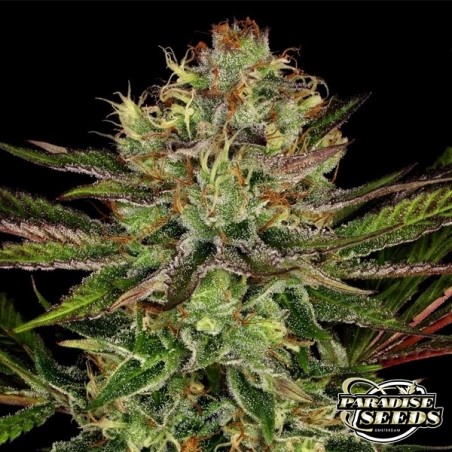 Pianta di marijuana Chocolate Wafflez