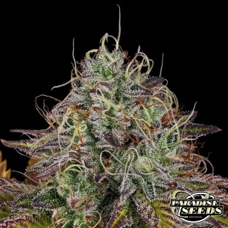 Semilla feminizada Apricot Candy de Pardise Seeds - GB The Green Brand