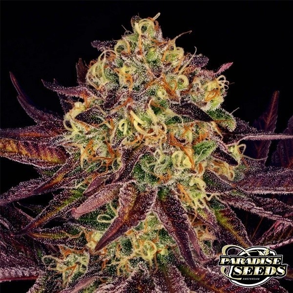 Visualizzazione Pianta di marijuana Tangerine Sorbet