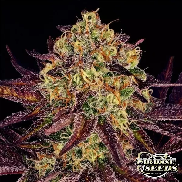 Visualizzazione Semilla feminizada Tangerine Sorbet de Paradise Seeds - GB The Green Brand