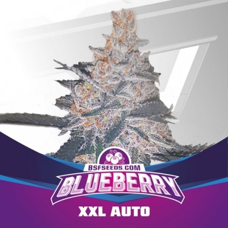 Semilla Autofloreciente Blueberry XXL Auto de BSF Seeds - GB The Green Brand