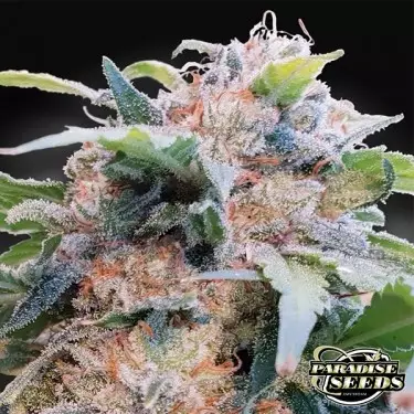 CBDream Paradise Seeds semi femminizzati