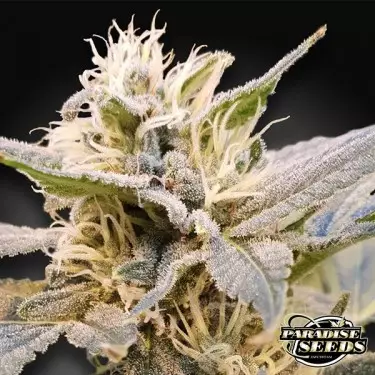 CBDelight Paradise Seeds semi femminizzati