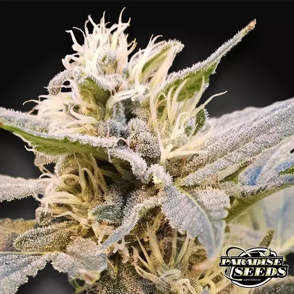 Visualizzazione CBDelight Paradise Seeds semi femminizzati