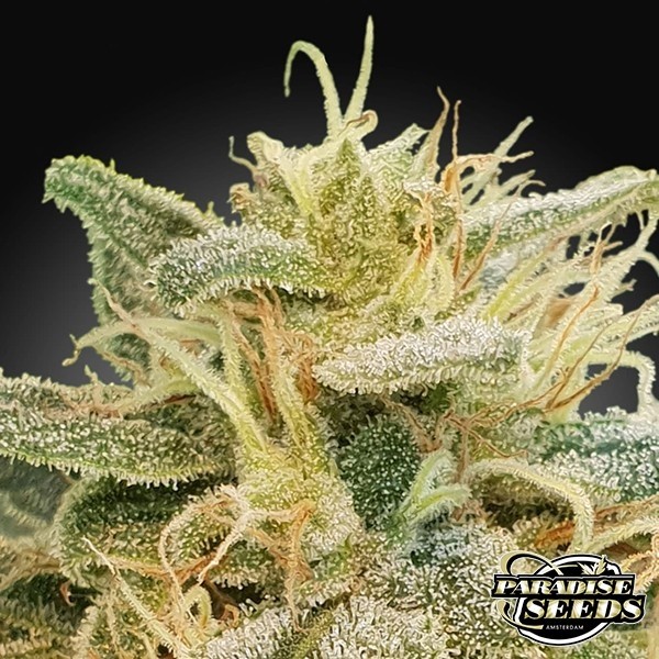 Visualizzazione CBDrelief Paradise Seeds semi femminizzati