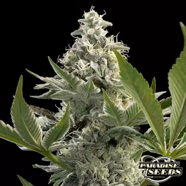 Semilla feminizada Glowstarz de Paradise Seeds - GB The Green Brand
