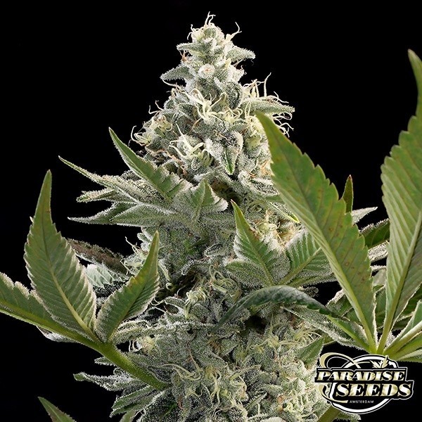 Visualizzazione Pianta di marijuana Glowstarz