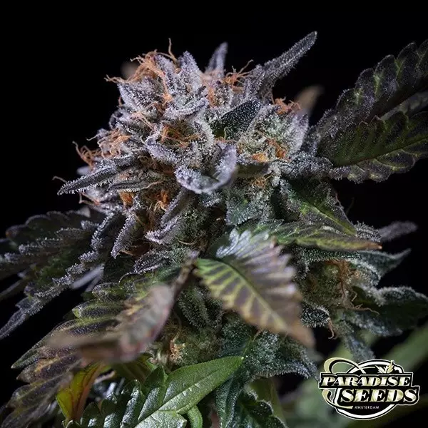 Visualizzazione Semilla feminizada White Noise de Paradise Seeds - GB