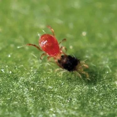 Phytoseiulus Permisilis contro ragnetto rosso