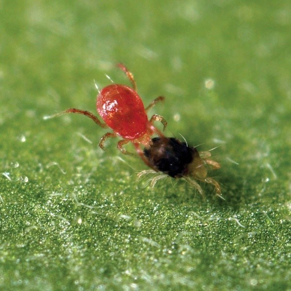 Visualizzazione Phytoseiulus Permisilis che elimina i ragni