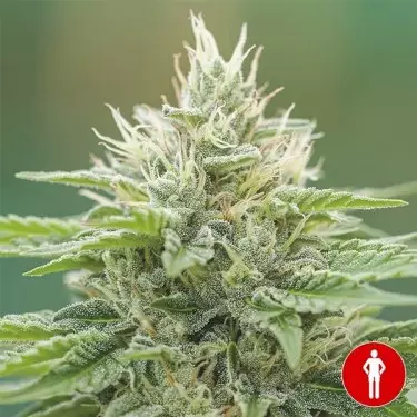 Semillas Eboshi CBG de Medical Seeds- GB The Green Brand