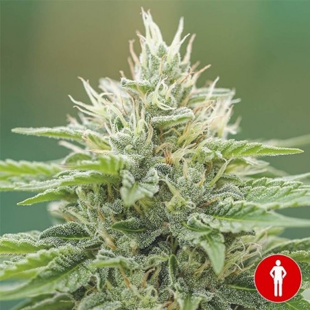 Semillas Eboshi CBG de Medical Seeds-  GB The Green Brand