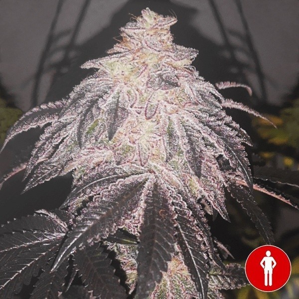 Cookies Sherbert Auto de Medical Seeds-  GB The Green Brand