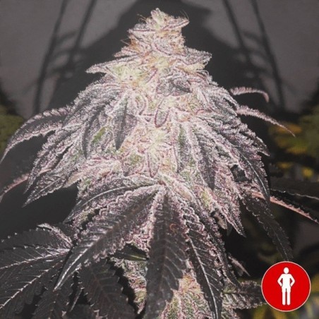 Cookies Sherbert Auto de Medical Seeds-  GB The Green Brand
