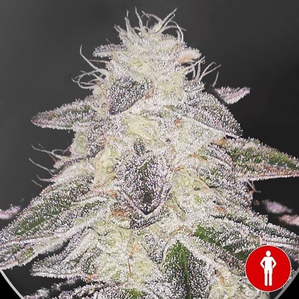 Visualizzazione Medical Runntz de Medical Seeds-  GB The Green Brand