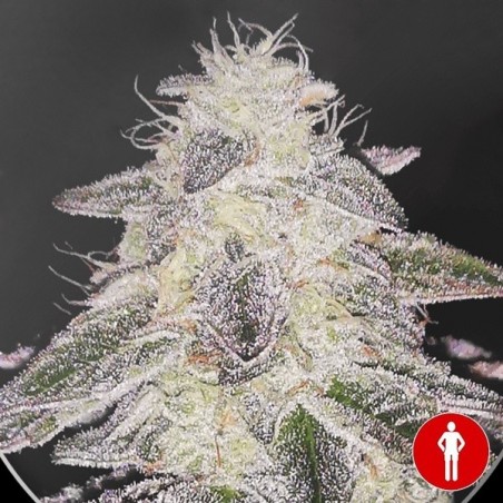 Medical Runntz de Medical Seeds-  GB The Green Brand