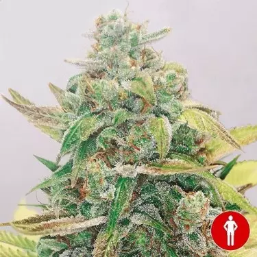 Strawberry Cake CBD de Medical Seeds- GB The Green Brand