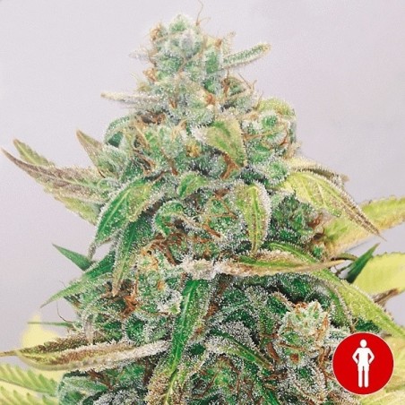 Strawberry Cake CBD de Medical Seeds-  GB The Green Brand