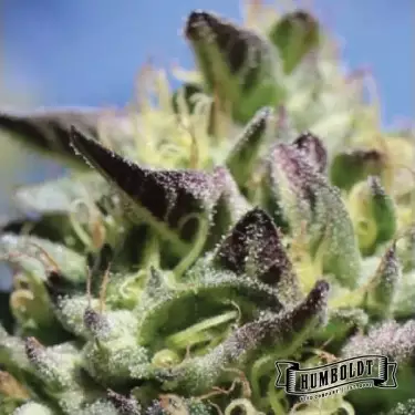 Vanilla Frosting di Humboldt Seeds - GB The Green Brand