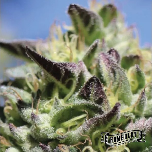Visualizzazione Vanilla Frosting di Humboldt Seeds - GB The Green Brand