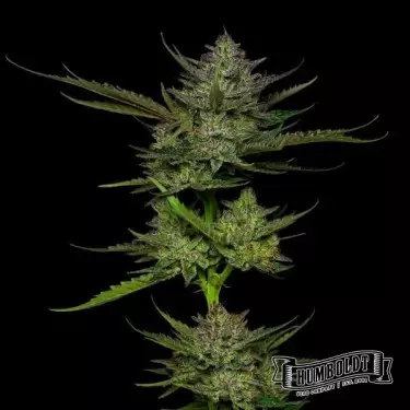 Sour Apple Auto de Humboldt Seed - GB The Green Brand
