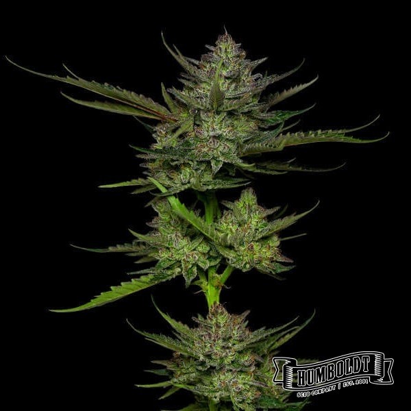 Visualizzazione Sour Apple Auto de Humboldt Seed - GB The Green Brand